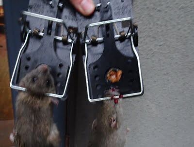 rodent trapping